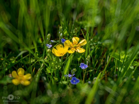 Kliknij na zdjęcie, żeby zobaczyć w pełnych wymiarach