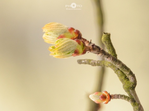 Kliknij na zdjęcie, żeby zobaczyć w pełnych wymiarach