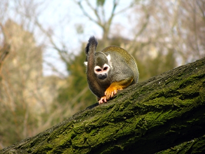 Kliknij na zdjęcie, żeby zobaczyć w pełnych wymiarach