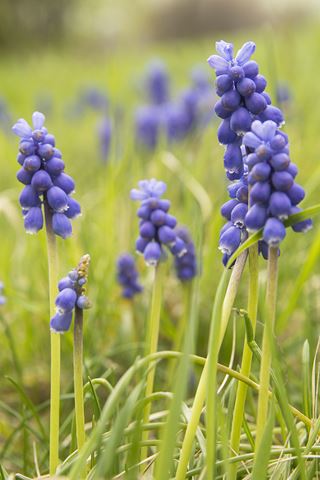 Kliknij na zdjęcie, żeby zobaczyć w pełnych wymiarach