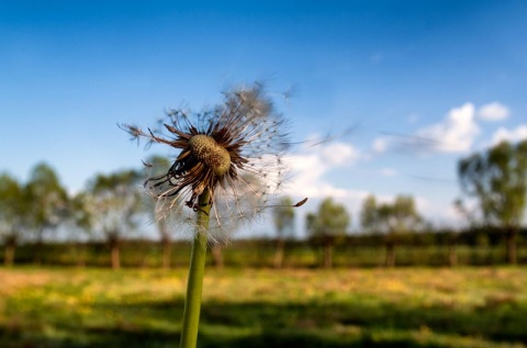 Kliknij na zdjęcie, żeby zobaczyć w pełnych wymiarach