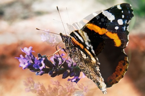 Kliknij na zdjęcie, żeby zobaczyć w pełnych wymiarach