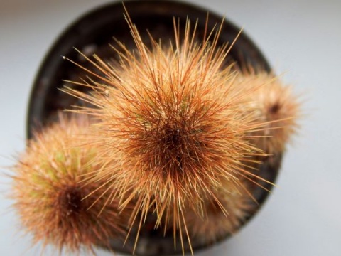 Kliknij na zdjęcie, żeby zobaczyć w pełnych wymiarach