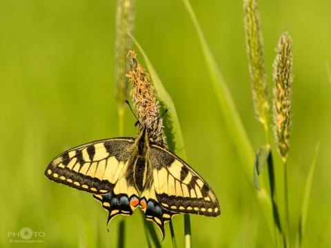 Kliknij na zdjęcie, żeby zobaczyć w pełnych wymiarach