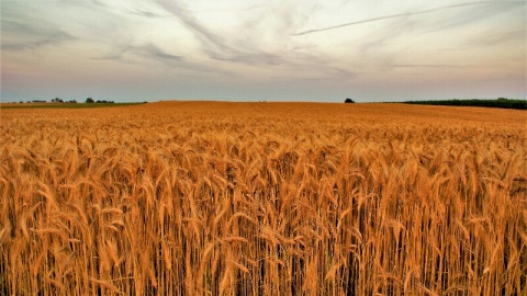 Kliknij na zdjęcie, żeby zobaczyć w pełnych wymiarach