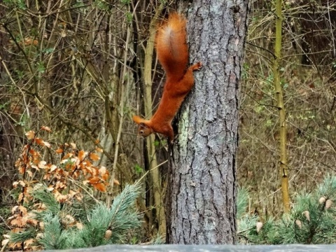 Kliknij na zdjęcie, żeby zobaczyć w pełnych wymiarach