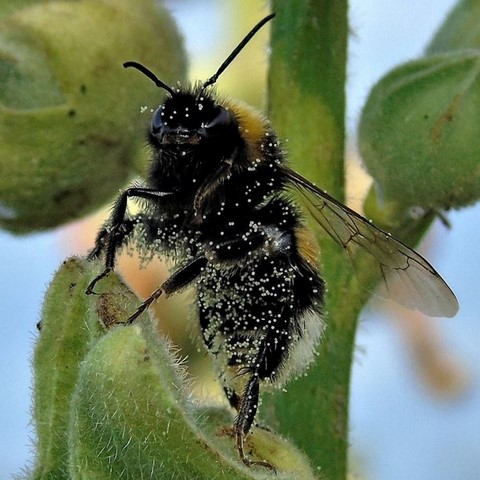 Kliknij na zdjęcie, żeby zobaczyć w pełnych wymiarach