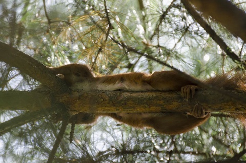 Kliknij na zdjęcie, żeby zobaczyć w pełnych wymiarach