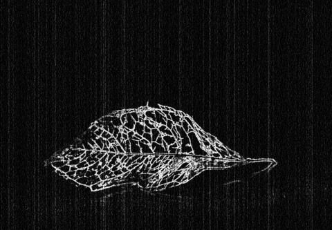 Kliknij na zdjęcie, żeby zobaczyć w pełnych wymiarach