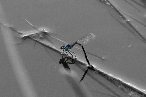 Kliknij na zdjęcie, żeby zobaczyć w pełnych wymiarach