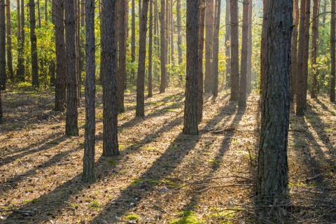 Kliknij na zdjęcie, żeby zobaczyć w pełnych wymiarach