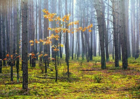 Kliknij na zdjęcie, żeby zobaczyć w pełnych wymiarach