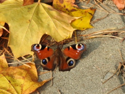 Kliknij na zdjęcie, żeby zobaczyć w pełnych wymiarach
