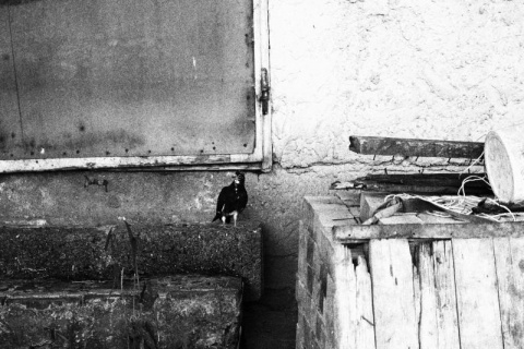 Kliknij na zdjęcie, żeby zobaczyć w pełnych wymiarach