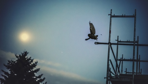 Kliknij na zdjęcie, żeby zobaczyć w pełnych wymiarach