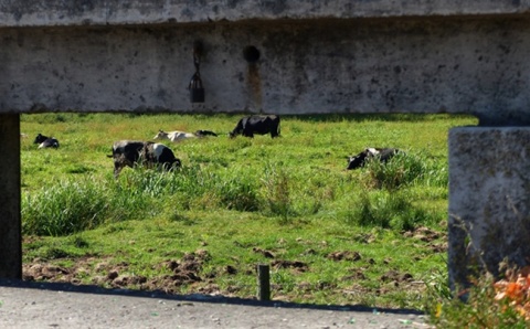Kliknij na zdjęcie, żeby zobaczyć w pełnych wymiarach
