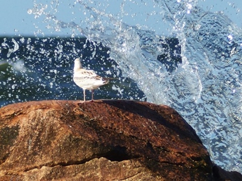 Kliknij na zdjęcie, żeby zobaczyć w pełnych wymiarach