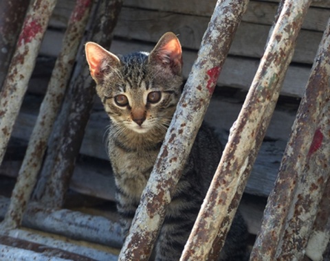 Kliknij na zdjęcie, żeby zobaczyć w pełnych wymiarach