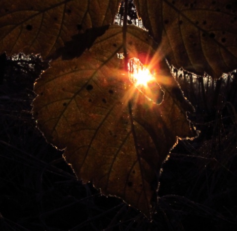 Kliknij na zdjęcie, żeby zobaczyć w pełnych wymiarach