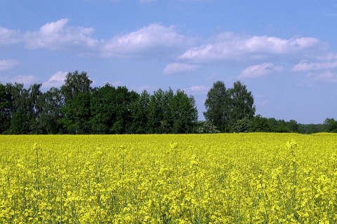 Kliknij na zdjęcie, żeby zobaczyć w pełnych wymiarach