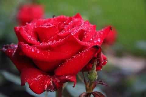 Kliknij na zdjęcie, żeby zobaczyć w pełnych wymiarach