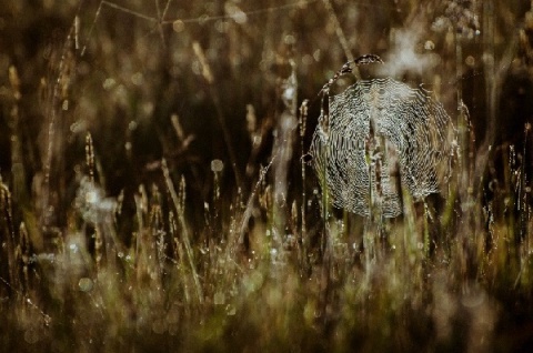 Kliknij na zdjęcie, żeby zobaczyć w pełnych wymiarach