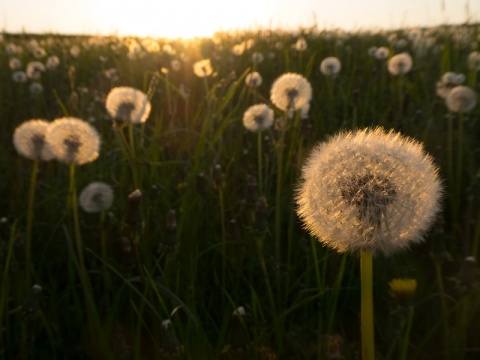 Kliknij na zdjęcie, żeby zobaczyć w pełnych wymiarach