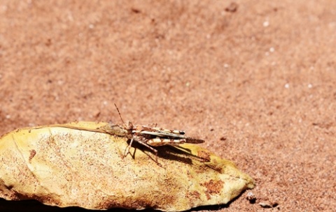 Kliknij na zdjęcie, żeby zobaczyć w pełnych wymiarach