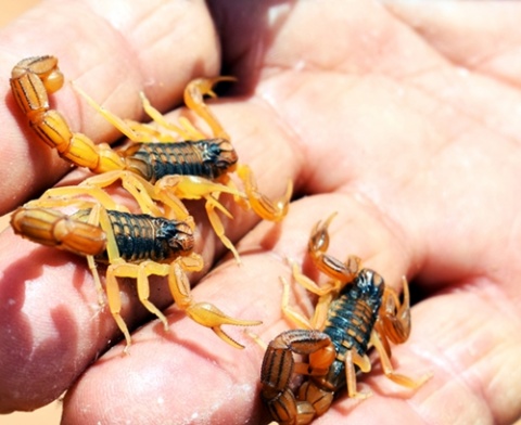 Kliknij na zdjęcie, żeby zobaczyć w pełnych wymiarach