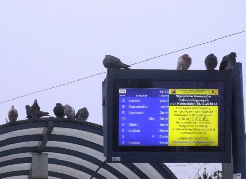 Kliknij na zdjęcie, żeby zobaczyć w pełnych wymiarach