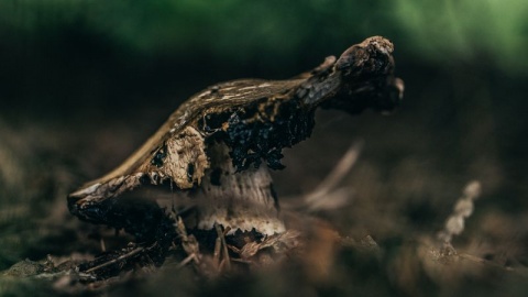 Kliknij na zdjęcie, żeby zobaczyć w pełnych wymiarach