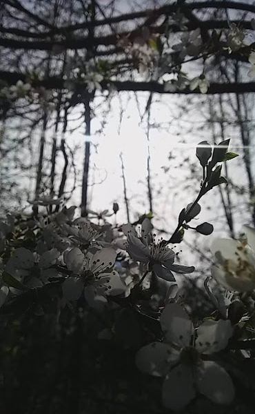 Kliknij na zdjęcie, żeby zobaczyć w pełnych wymiarach