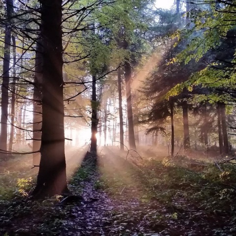 Kliknij na zdjęcie, żeby zobaczyć w pełnych wymiarach