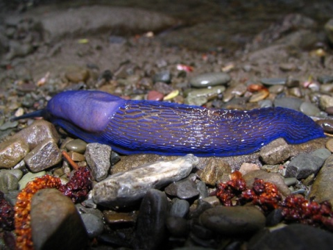 Kliknij na zdjęcie, żeby zobaczyć w pełnych wymiarach