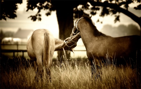 Kliknij na zdjęcie, żeby zobaczyć w pełnych wymiarach
