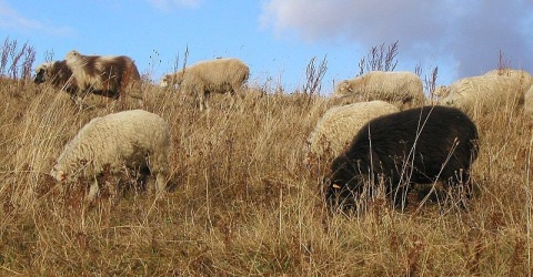 Kliknij na zdjęcie, żeby zobaczyć w pełnych wymiarach