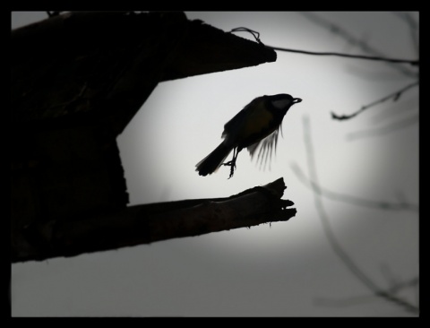 Kliknij na zdjęcie, żeby zobaczyć w pełnych wymiarach