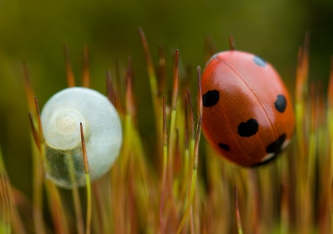 Kliknij na zdjęcie, żeby zobaczyć w pełnych wymiarach