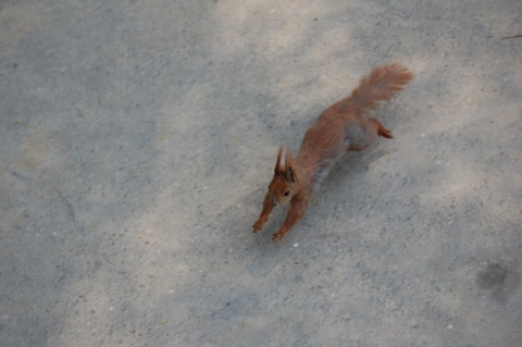 Kliknij na zdjęcie, żeby zobaczyć w pełnych wymiarach