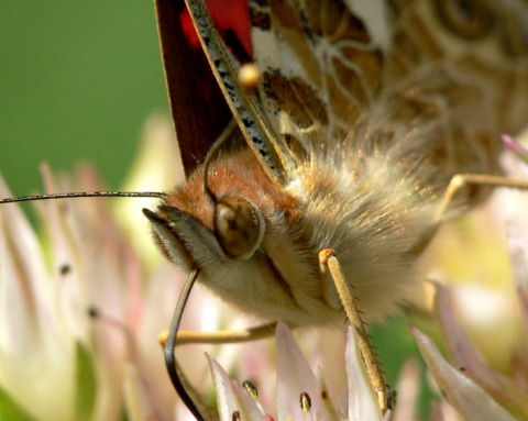 Kliknij na zdjęcie, żeby zobaczyć w pełnych wymiarach