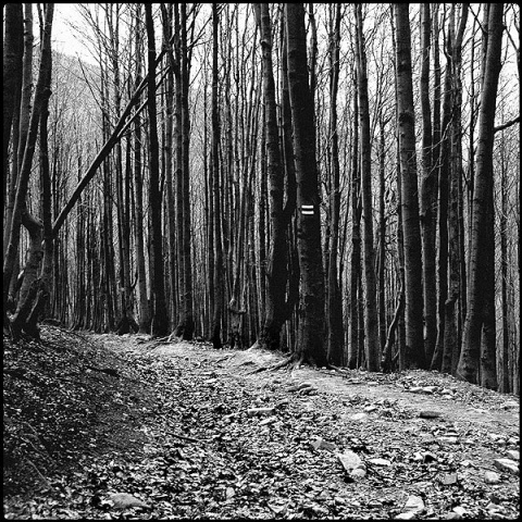 Kliknij na zdjęcie, żeby zobaczyć w pełnych wymiarach