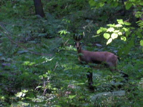 Kliknij na zdjęcie, żeby zobaczyć w pełnych wymiarach