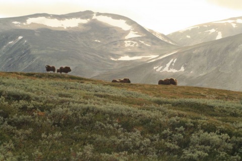 Kliknij na zdjęcie, żeby zobaczyć w pełnych wymiarach