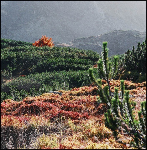 Kliknij na zdjęcie, żeby zobaczyć w pełnych wymiarach