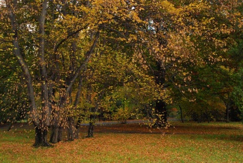 Kliknij na zdjęcie, żeby zobaczyć w pełnych wymiarach