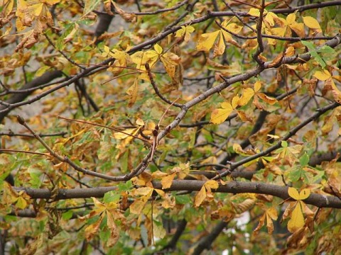 Kliknij na zdjęcie, żeby zobaczyć w pełnych wymiarach