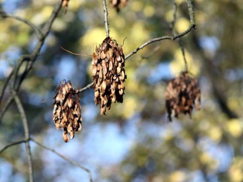 Kliknij na zdjęcie, żeby zobaczyć w pełnych wymiarach