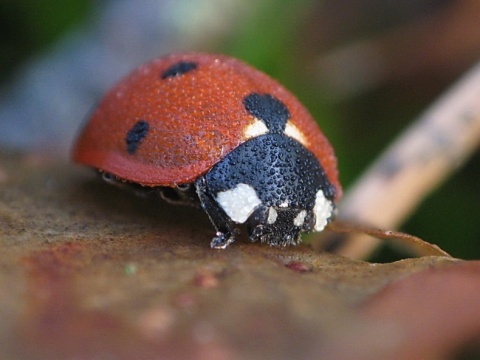 Kliknij na zdjęcie, żeby zobaczyć w pełnych wymiarach