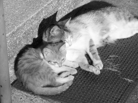 Kliknij na zdjęcie, żeby zobaczyć w pełnych wymiarach