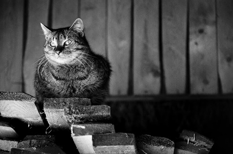 Kliknij na zdjęcie, żeby zobaczyć w pełnych wymiarach